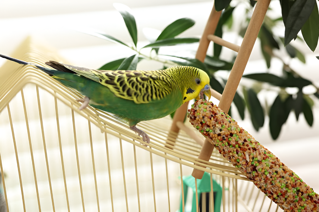 Supplies for Happy, Healthy Birds